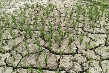 তালতলীতে জ্বালানি তৈল সংকটে সেচ না দেয়ায় কৃষকের জমিতে ফাটল