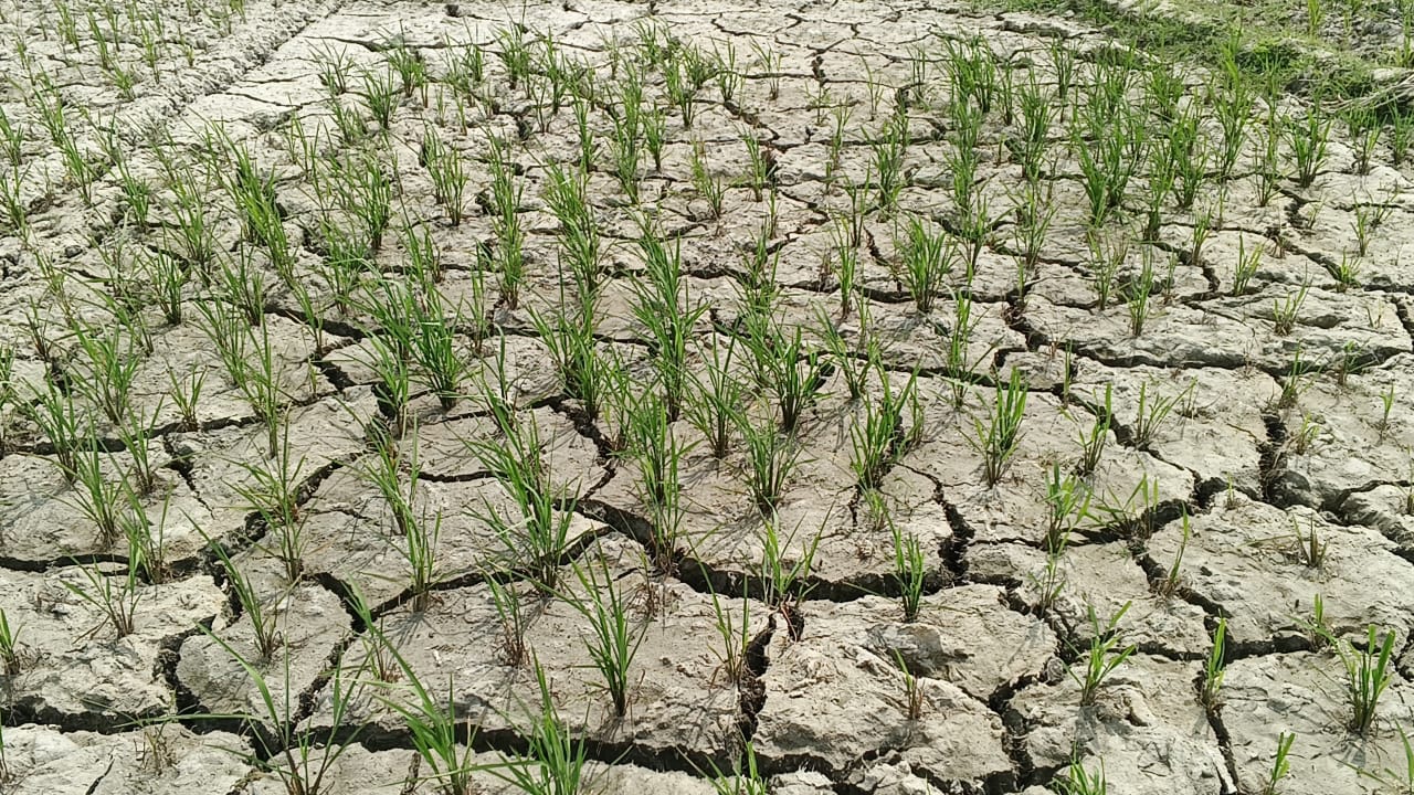 তালতলীতে জ্বালানি তৈল সংকটে সেচ না দেয়ায় কৃষকের জমিতে ফাটল